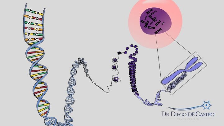 Processo de Construção do DNA