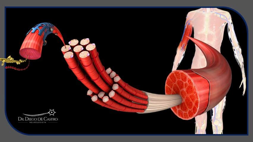 fibras musculares