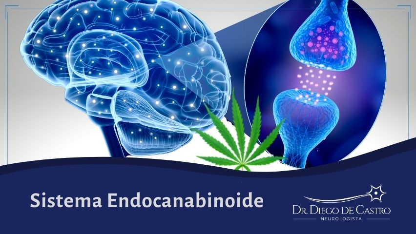 O que é o sistema endocanabinoide e qual é o seu papel? - Dor