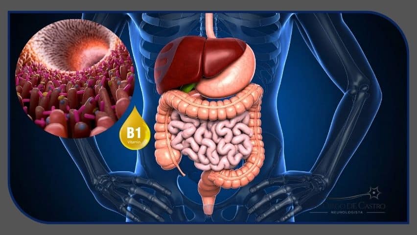 absorção intestinal das vitaminas do complexo B absorção intestinal das vitaminas do complexo B